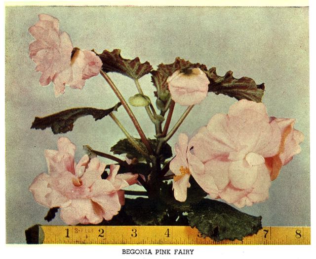 B. ‘Pink Fairy’